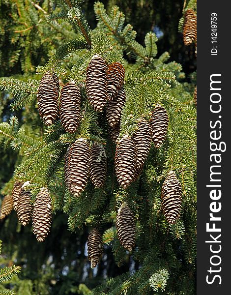 Big spruce cones on the tree