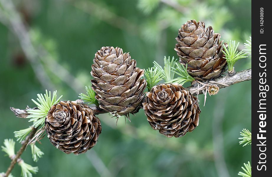 European Larch foliage and cones