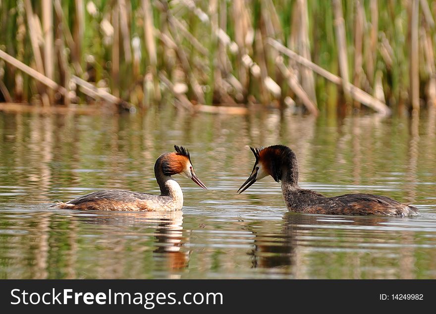 The Great Crested Grebe is 46-51 cm long with a 59-73 cm wingspan. It is an excellent swimmer and diver, and pursues its fish prey underwater.