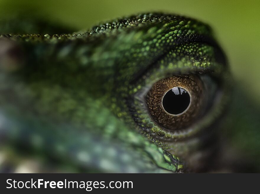 Detailed view of the eye lizard