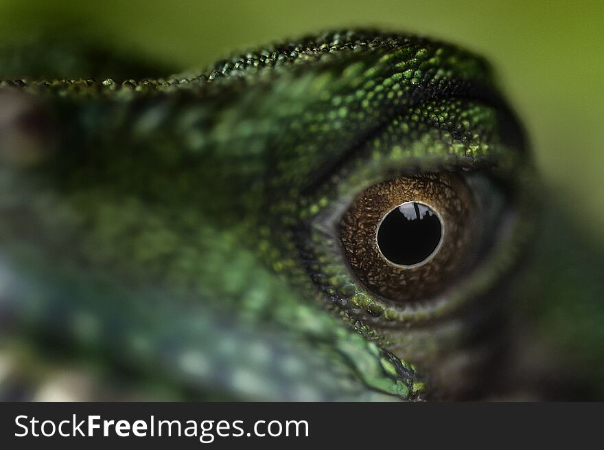 Detailed View Of The Eye Lizard