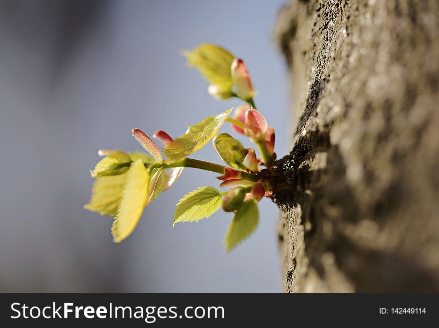 The spring shoots of the tree