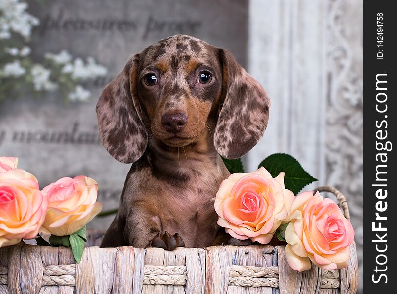 Dachshund Puppy Brown Tan Merle