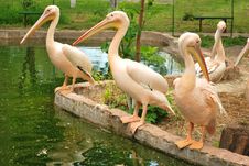 Line Of Pelicans Stock Photos Line Of Pelicans Stock Photos