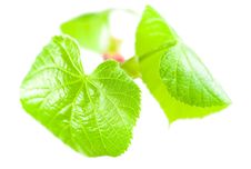 Birch Leaves Isolated On White. Stock Image Birch Leaves Isolated On White. Stock Image