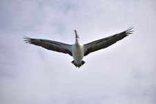 Pelican Overhead Royalty Free Stock Photography