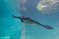 Large Stingray In Aquarium Stock Photo Large Stingray In Aquarium Stock Photo