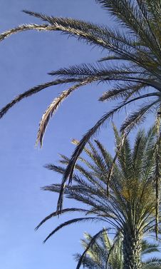 Tenerife Palms Stock Photo