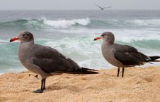 Two Young Seaguls At The Beach Stock Photo