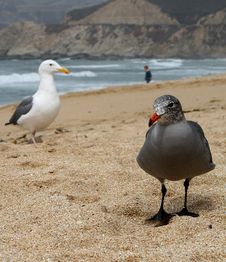 Two Seaguls At The Beach Stock Photos