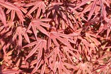 Natural Maple Leaves Background Stock Images Natural Maple Leaves Background Stock Images