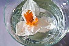 Narcissus In The Water Royalty Free Stock Image Narcissus In The Water Royalty Free Stock Image