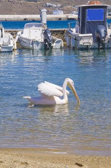 Pelican Floating On The Sea Near Fishing Boats Royalty Free Stock Photography Pelican Floating On The Sea Near Fishing Boats Royalty Free Stock Photography