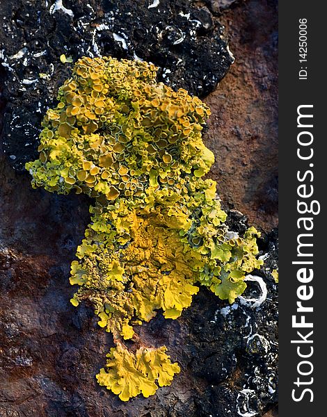 View of some yellow lichen growing on a piece of iron.