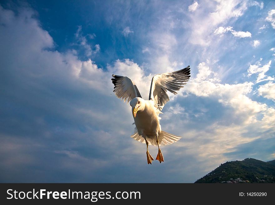 Seagull flying over blue sky