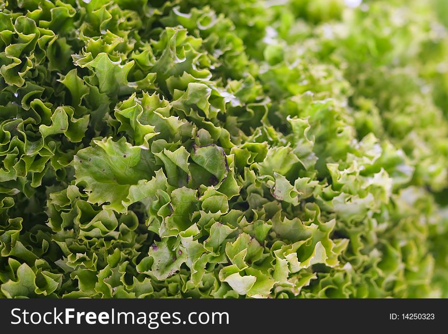 Detail of fresh green lettuce