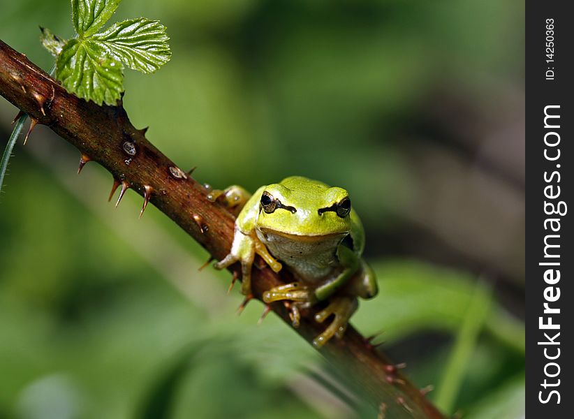 Green tree frog sitting on the twig