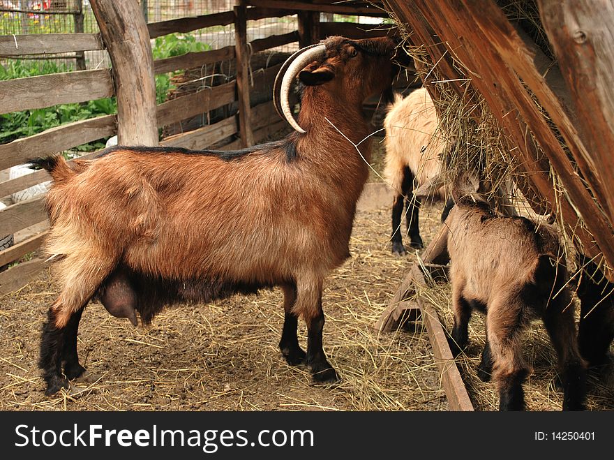 Eating Goat And Their Family