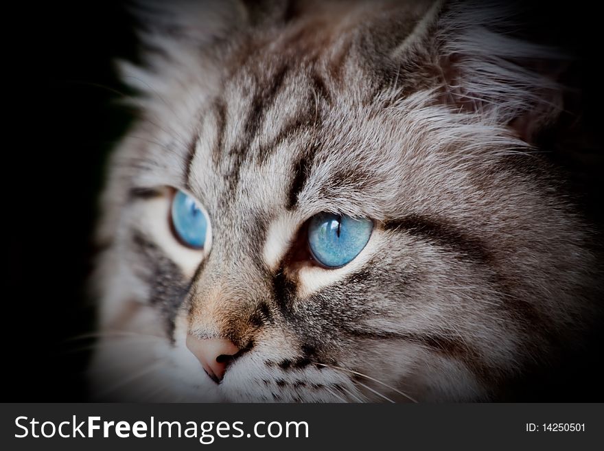 Blue cat eyes of white siberian looking into distance