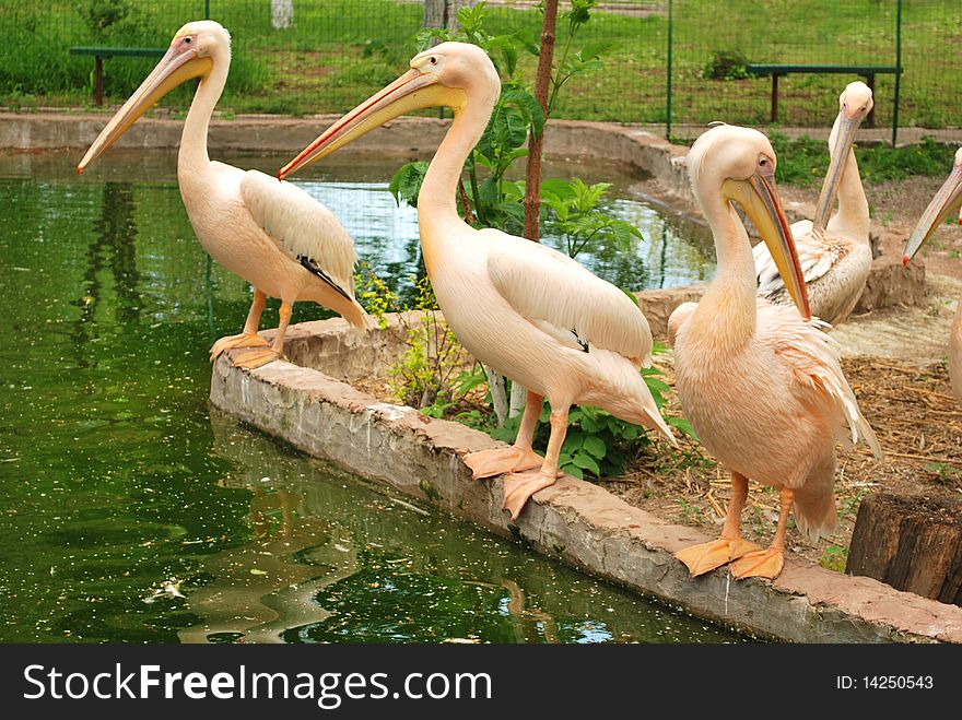 Line of pelicans by the pond
