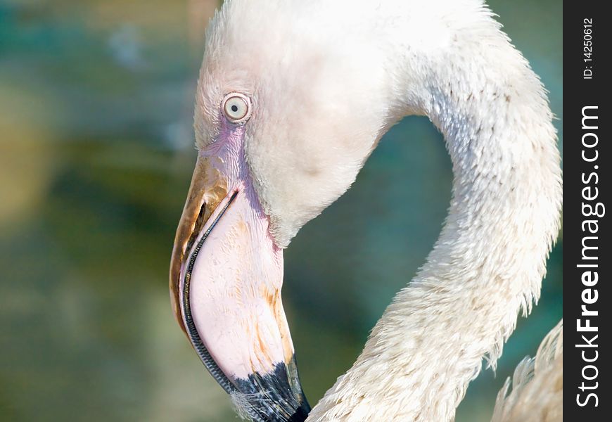 A close-up shot of flamingo`s head