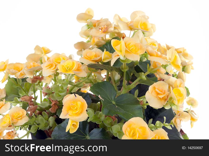 Begonia plant isolated on white