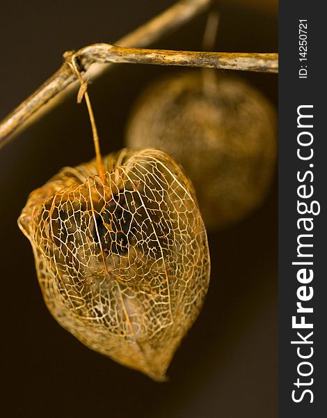 Close up of  a skeleton of physalis plants. Close up of  a skeleton of physalis plants