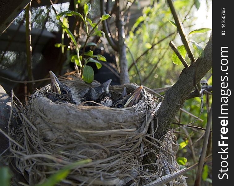 Young robins rest in their nest waiting for their next feeding