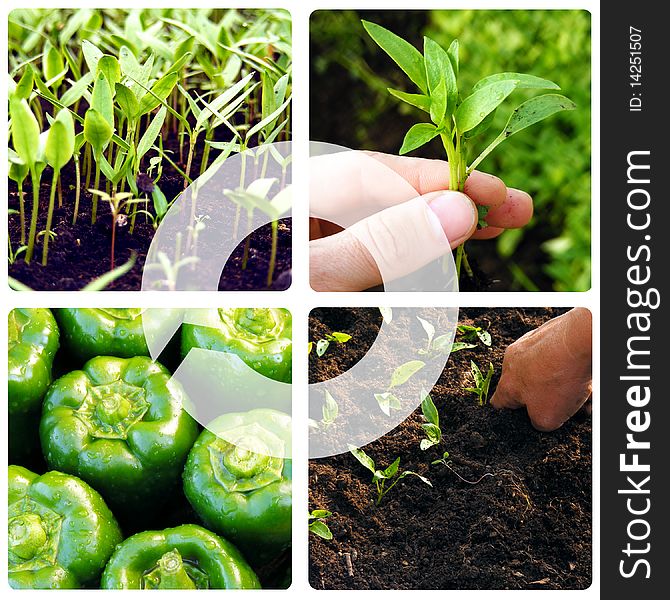 Four stages of the process of growing vegetables