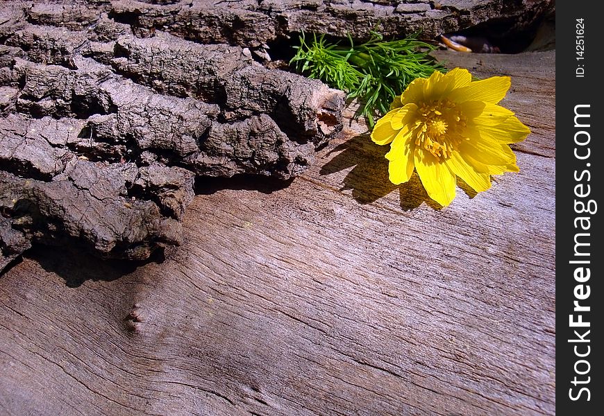 Wood texture background and yellow flower