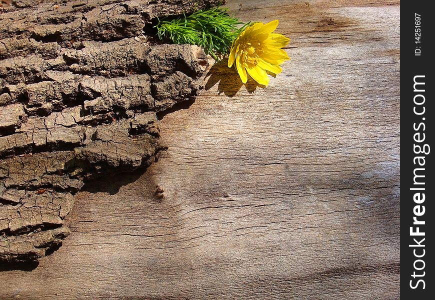 Wood texture background and yellow flower