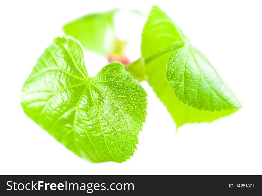 Young birch leaves isolated on white. Macro shot