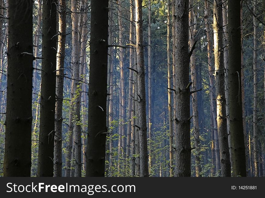 Smoke in the woods. Forest abstract background.