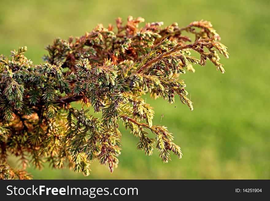 Green thuja in the garden