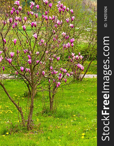 Magnolia tree in spring blossom. Magnolia tree in spring blossom