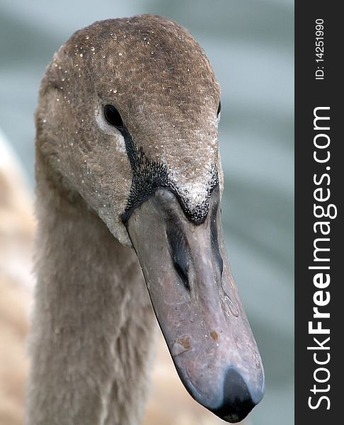 Close up shot of a young swan