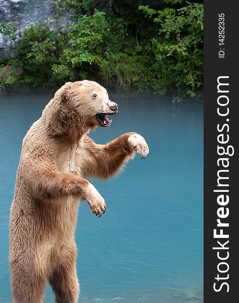 Bear guy on lake background