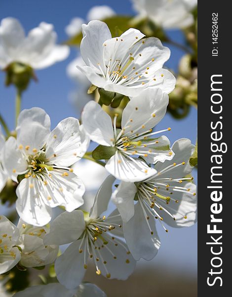 Spring cherry tree flower blossom