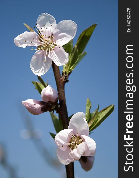 Spring cherry tree flower blossom. Spring cherry tree flower blossom