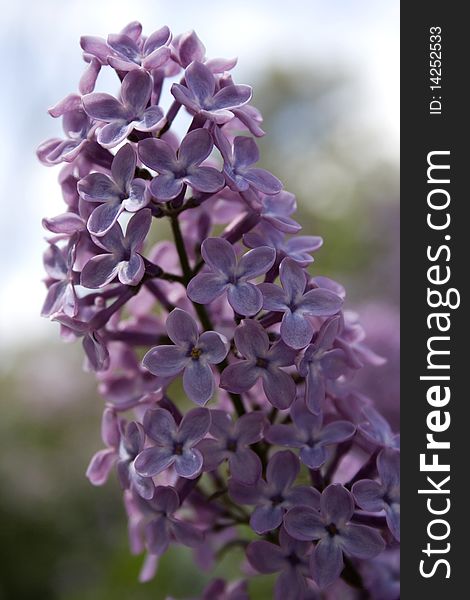 Bright flowering lilac in spring. Bright flowering lilac in spring