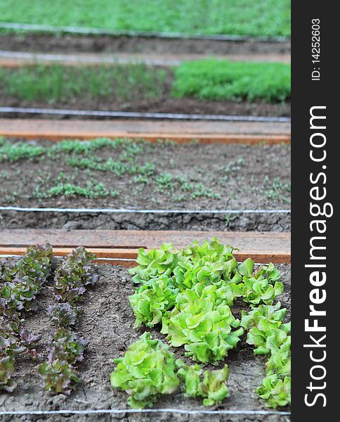 Sprouts of the salad in the garden