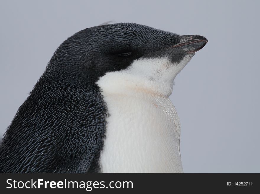 Sleepy adelie penguin chick, Antarctica