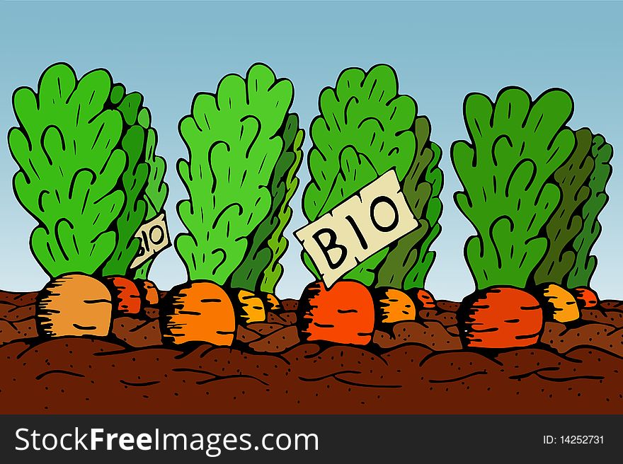 How do you recognize bio vegetable? Bio carrots among non-bio carrots.