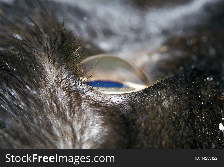 Cat eyeball from closeup from a cat looking for food. Cat eyeball from closeup from a cat looking for food.