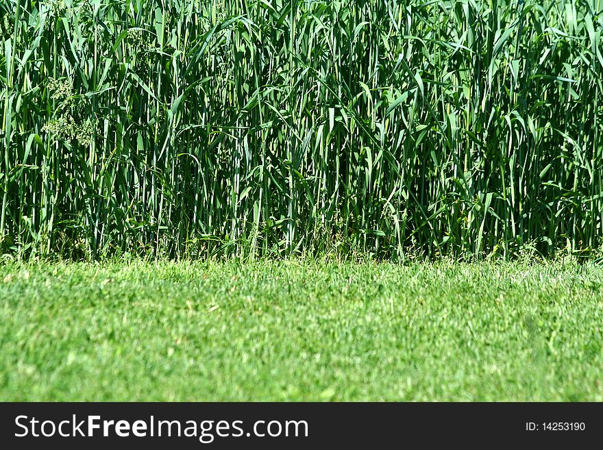 Freash hay growing in a field