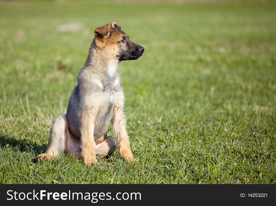 Sheepdogs Puppy