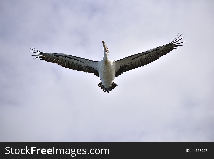 A white pelican flying overhead with wings fully spread. A white pelican flying overhead with wings fully spread.