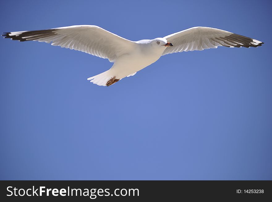 A beautiful white seagull with wings fully outstretched in perfect symmetry flys effortlessly in the clear blue sky. A beautiful white seagull with wings fully outstretched in perfect symmetry flys effortlessly in the clear blue sky.