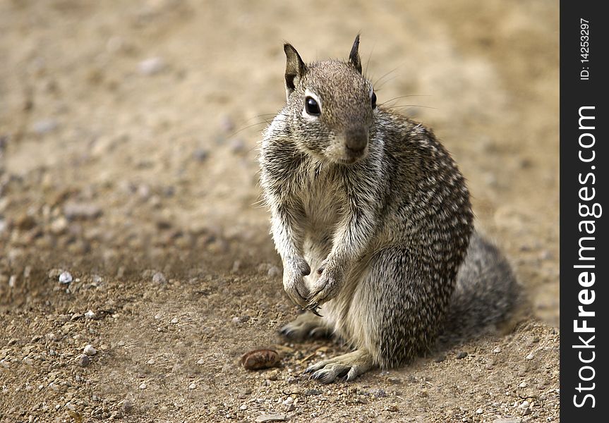 Gray squirrel sitting on a sandy surface