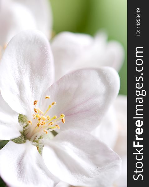 Blossoming apple-trees with white flowers in springtime. Blossoming apple-trees with white flowers in springtime